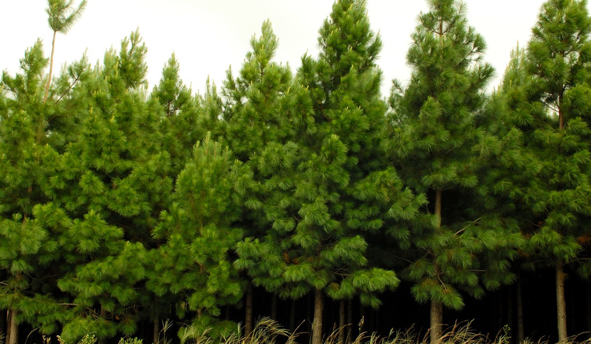 Guararapes lança Relatório GRI com ações estratégicas de sustentabilidade